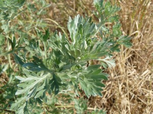 Artemisia absinthium L