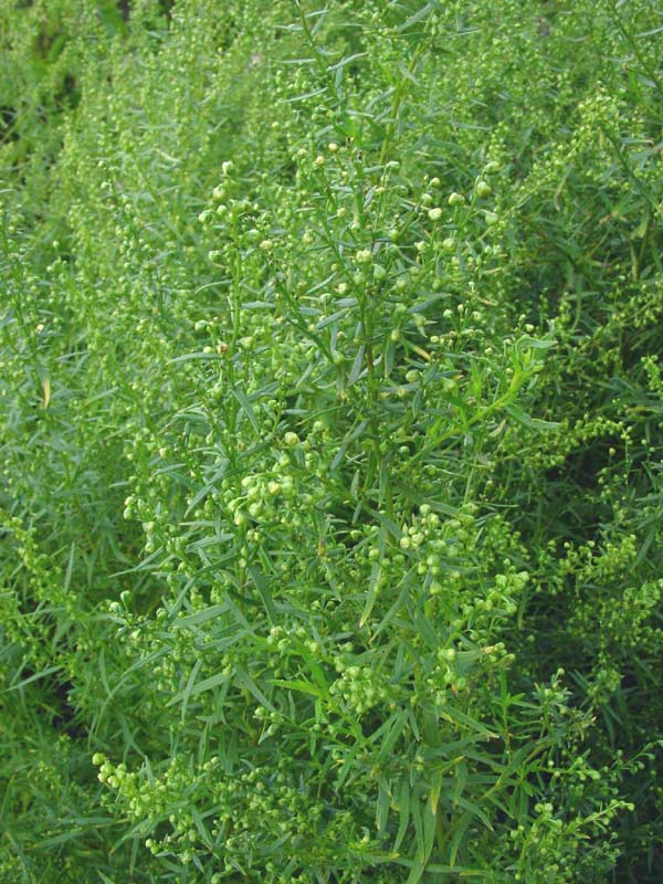 Artemisia_dracunculus